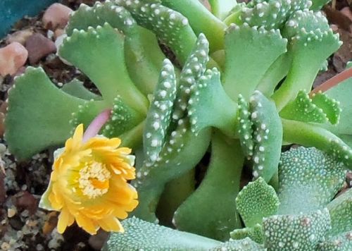 Aloinopsis malherbei Giant Jewel Plant seeds