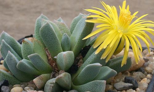 Aloinopsis orpenii syn: Prepodesma orpenii seeds