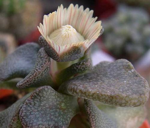 Aloinopsis peersii synonym: Aloinopsis peersii, Cheiridopsis noctiflora, Cheiridopsis victoris, Mesembryanthemum canum, seeds