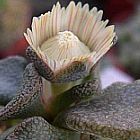 Aloinopsis peersii  Juwel Pflanze Samen