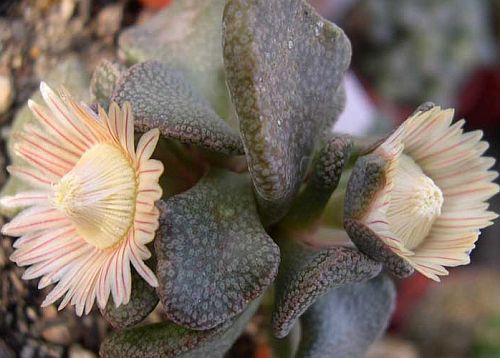 Aloinopsis rosulata synonym:Acaulon rosulatum, Aistocaulon rosulatum, Mesembryanthemum rosulatum, Nananthus rosulatus seeds