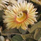 Aloinopsis rosulata sin?nimo:Acaulon rosulatum, Aistocaulon rosulatum, Mesembryanthemum rosulatum, Nananthus rosulatus semillas