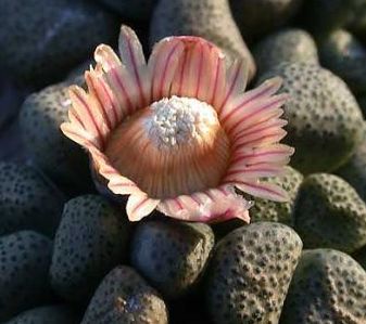 Aloinopsis schooneesii var schooneesii Mesembs seeds