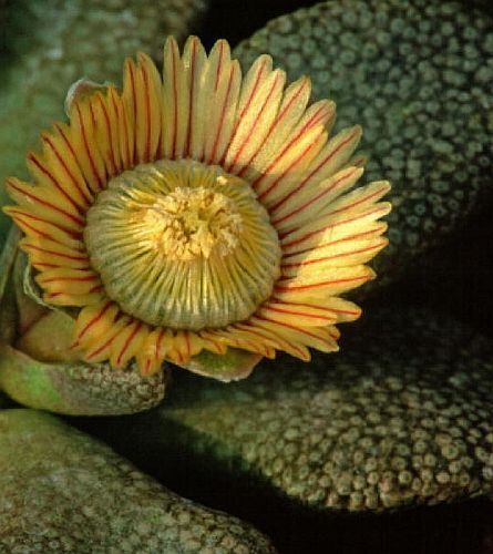 Aloinopsis setifera synonym: Titanopsis setifera seeds