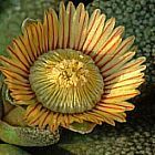 Aloinopsis setifera Mesembryanthemen Samen