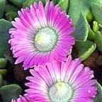 Aloinopsis spathulata Mesembryanthemen Samen