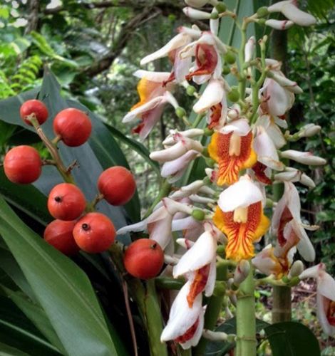 Alpinia mutica Small Shell Ginger - False Cardamom Ginger seeds