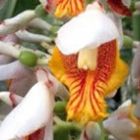 Alpinia mutica Dwarf Cadamom graines