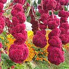 Amaranthus cruentus Amarante etal?e graines