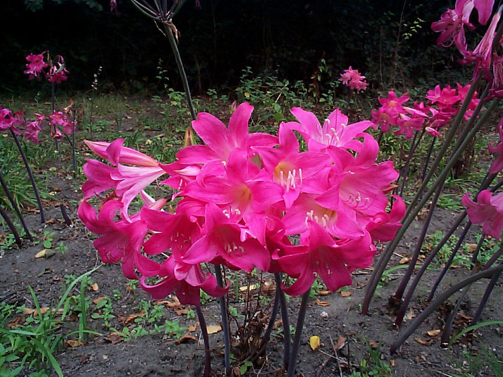 Amaryllis belladonna Hippeastrum salmon red seeds