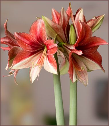 Amaryllis cream with red markings Hippeastrum cream with red markings seeds