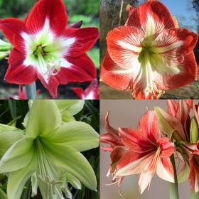 Amaryllis dutchhybrid mixed Hippeastrum mixed colours seeds