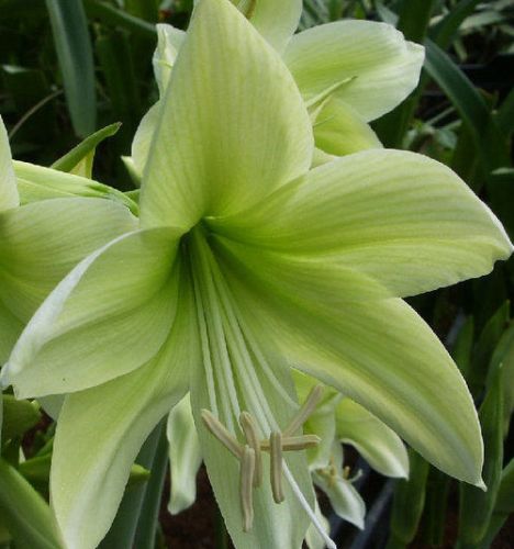 Amaryllis green Hippeastrum green seeds