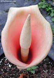 Amorphophallus bulbifer Devils Tongue seeds