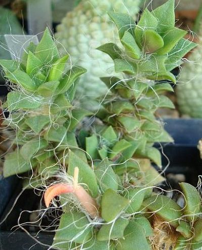 Anacampseros arachnoides syn: Portulaca arachnoides seeds