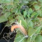 Anacampseros arachnoides syn: Portulaca arachnoides Samen