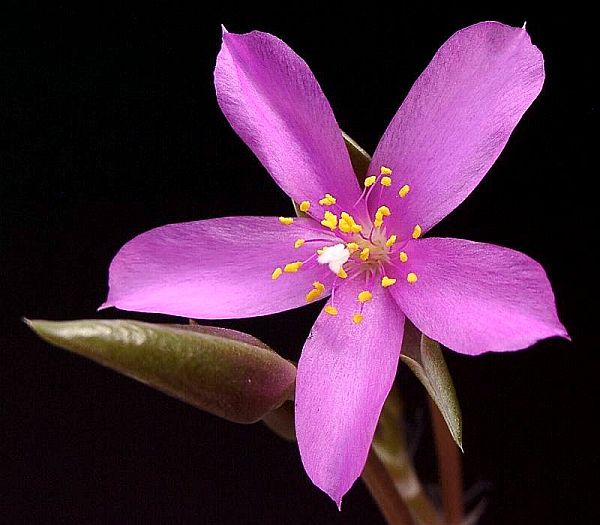 Anacampseros coahuilensis syn: Portulaca arachnoides seeds