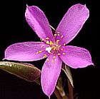 Anacampseros coahuilensis syn: Portulaca coahuilensis graines