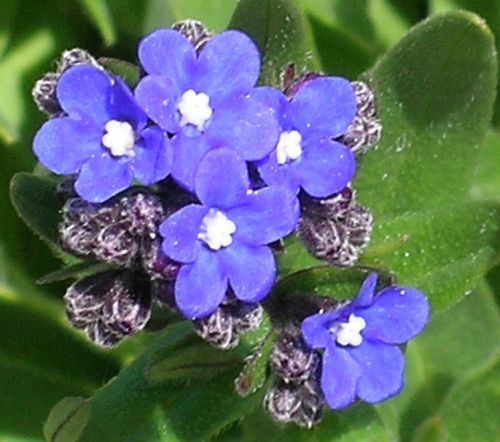 Anchusa capensis Cape-forget-me-not seeds