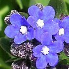 Anchusa capensis