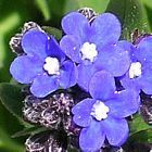 Anchusa capensis ﻿Капская незабудка  cемян