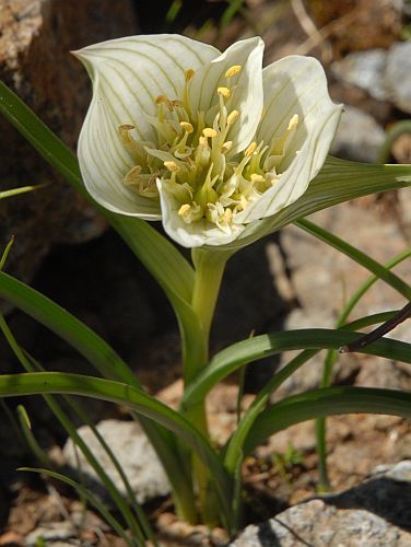 Androcymbium austrocapense Cup-and-saucer, men-in-a-boat seeds