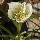 Androcymbium austrocapense sinonimo: Colchicum austrocapense semi