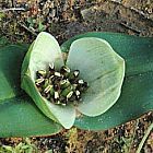 Androcymbium burchelii sinonimo: Colchicum burchelii semi