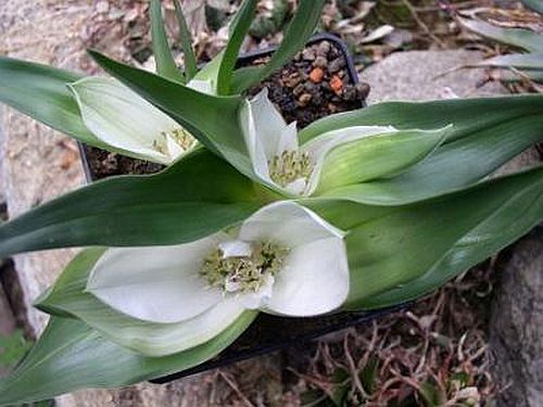 Androcymbium capense Cup-and-saucer, men-in-a-boat seeds