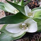 Androcymbium capense sinonimo: Colchicum capense semi