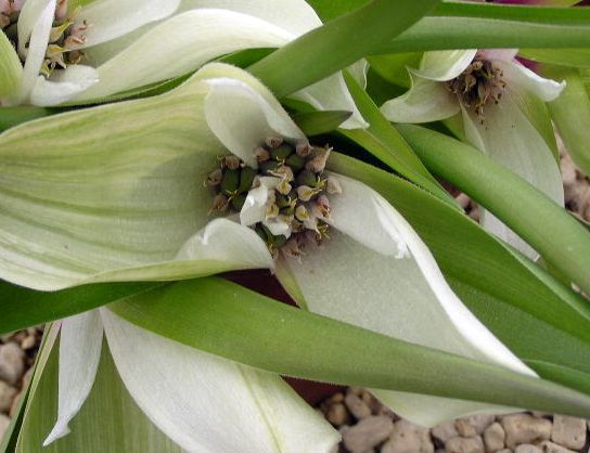 Androcymbium ciliolatum Cup-and-saucer, men-in-a-boat seeds