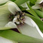 Androcymbium ciliolatum sin?nimo: Colchicum ciliolatum semillas