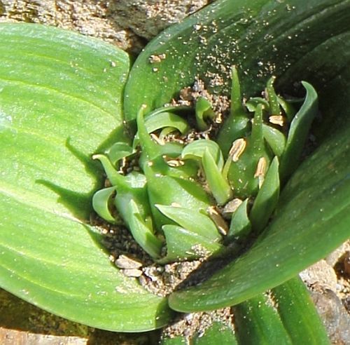 Androcymbium cupisdatum Cup-and-saucer, men-in-a-boat seeds