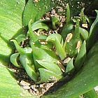 Androcymbium cupisdatum Colchicum cuspidatum Samen