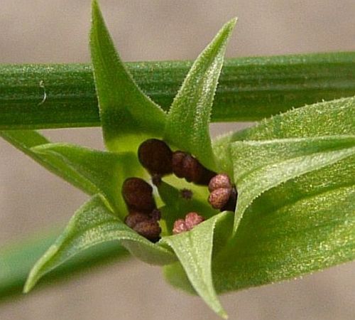 Androcymbium dregei Cup-and-saucer, men-in-a-boat seeds