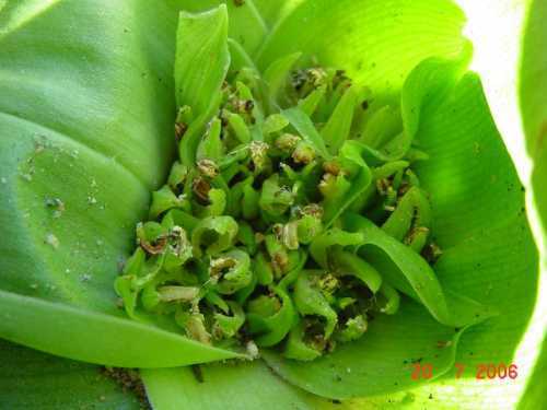 Androcymbium eucomoides Cup-and-saucer, men-in-a-boat seeds