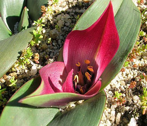 Androcymbium latifolium Cup-and-saucer, men-in-a-boat seeds