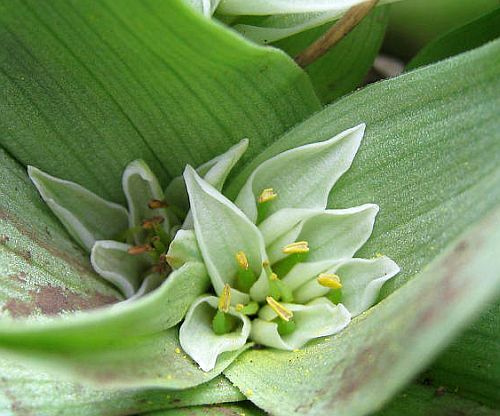 Androcymbium longipes Cup-and-saucer, men-in-a-boat seeds