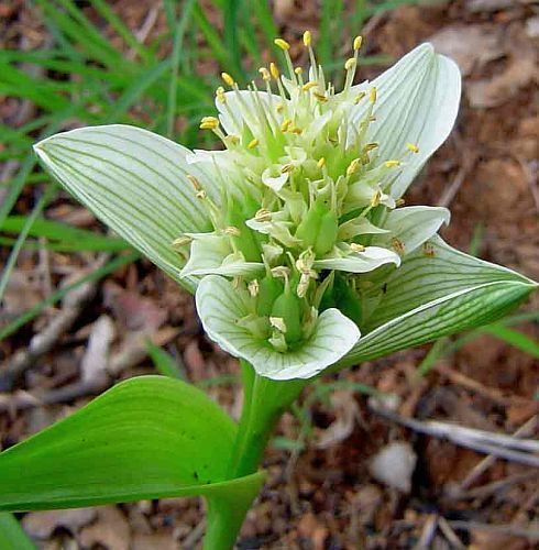 Androcymbium striatum Cup-and-saucer, men-in-a-boat seeds