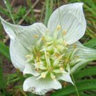 Androcymbium striatum sinonimo: Colchicum striatum semi