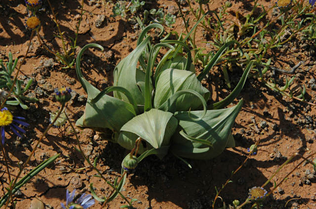 Androcymbium volutare Cup-and-saucer, men-in-a-boat seeds