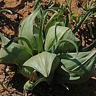 Androcymbium volutare synonyme: Colchicum volutare graines