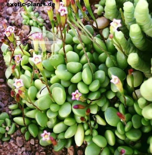 Andromischus diabolicus Crassulaceae seeds