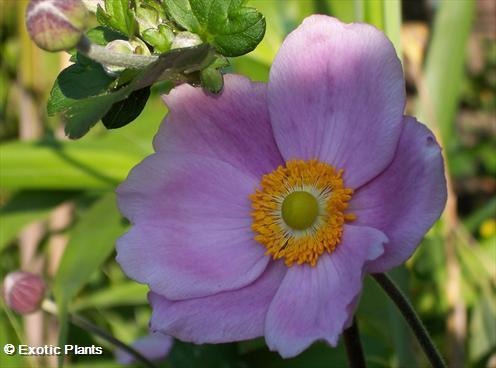 Anemone tomentosa grape leaf Anemone seeds