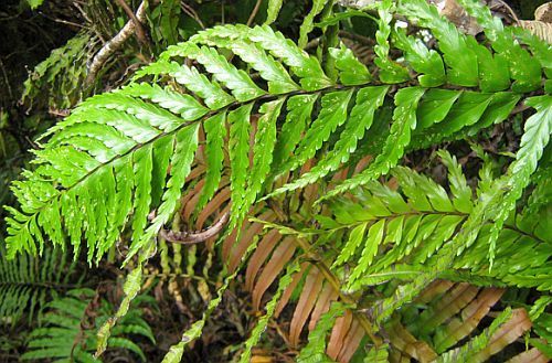 Angiopteris evecta giant fern - king fern seeds