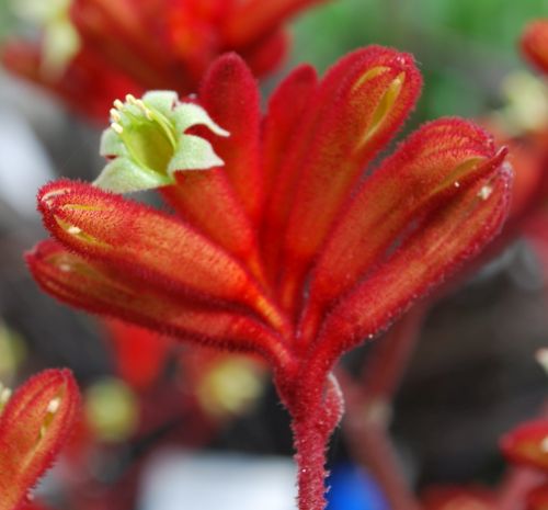 Anigozanthos rufus Red Kangaroo Paw seeds