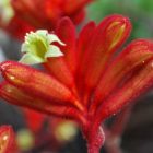 Anigozanthos rufus Patte de kangourou rouge graines