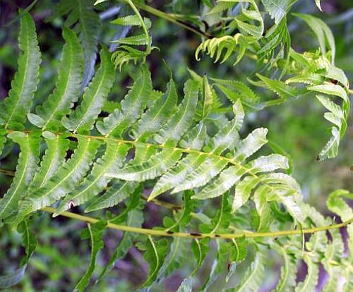 Anisogonium esculentum vegetable fern seeds