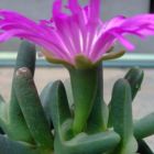 Antegibbaeum fissoides syn: Mesembryanthemum divergens Samen