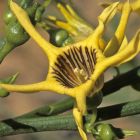 Anthocercis ilicifolia Tailflower graines